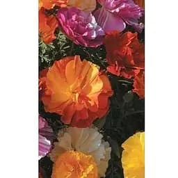 Эшольция "Махрова" (Большой пакет) Весна 1.5г (32820)