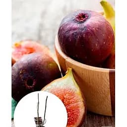 Інжир LMTD Carica 2-х річний морозостійкий самозапильний сорт 45-65 см 1 саджанець в упаковці (184544)