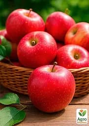 Саджанець Agro-Market Яблуня Пінова (зимовий сорт, пізній термін дозрівання) 1 шт. в упаковці (20953) - мініатюра 2