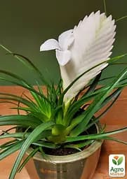 Саджанець Agro-Market Тіландсія Biancini (Tillandsia Cyanea) кімнатна 1 шт. в упаковці (179935) - мініатюра 4