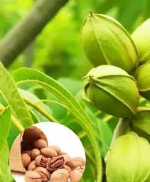 Саджанець Agro-Market Горіх Пекан саджанець 2 роки (середній термін дозрівання) 1 шт. в упаковці (51413)