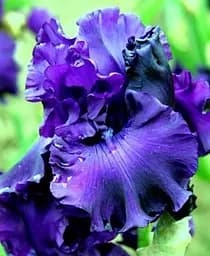 Саженец Agro-Market Ирис бородатый крупноцветковый Mountain Magesty 1 шт. в упаковке (38210)