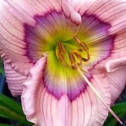 Цибулина Agro-Market Лілійник Siloam David Kirchhoff 1 шт. в упаковці (19645)