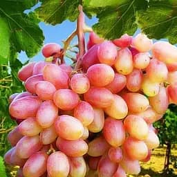 Саджанець Agro-Market Виноград Ювілей Новочеркаська (ранній термін дозрівання, 2-3 врожаї за сезон) 1 шт. в пакуванні (17708)