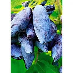 Саджанець Agro-Market Жимолость Гордість Кубані (середньопізній термін дозрівання, один з лідируючих сортів) 1 шт. в упаковці (43970)