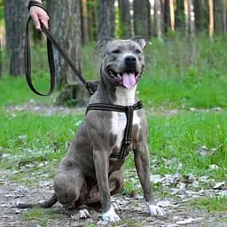 Шлея для собак Barksi Active світловідбивна (обхват грудей 40-53 см ширина 1.6 см) чорна - мініатюра 5