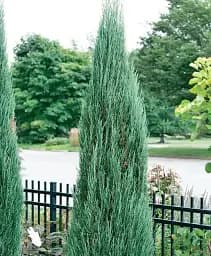 Саджанець Agro-Market Ялівець скельний Blue Arrow С10 висота 120-140 см 1 шт. в упаковці (176725)