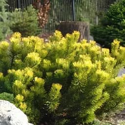 Сосна гірська Agro-Market Carstens Wintergold С7.5 діаметр 20-30 см 188138 1 саджанець в упаковці