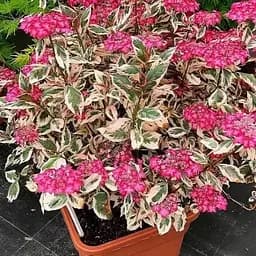 Гортензія пильчата 3-річна "Euphoria Pink" висота саджанця 30-50см (188241) 1 саженец