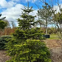 Пихта кавказская Agro-Market нордмана Aurea С12 высота 40-50 см 188146 1 саженец в упаковке