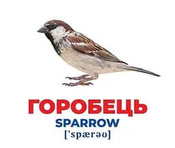 Карточки Домана Геній з пелюшок. Птахи України. Демонстраційний матеріал 10107193У - мініатюра 3