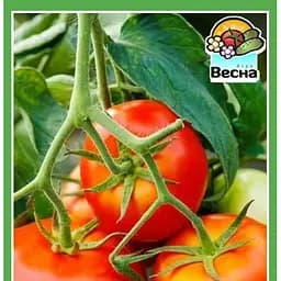 Насіння Весна Томат Вибух Зіпер 0.5 г (184219)