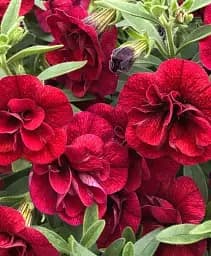 Саджанець Agro-Market Калібрахоа Neo Double Dark Red (контейнер №10, висота 10-15 см) 1 шт. в упаковці (183545)