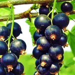 Саженец Agro-Market Смородина черная Нива (средний срок созревания) 1 шт. в упаковке (46287)