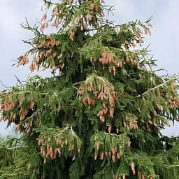 Ель обыкновенная Agro-Market Acrocona С15 высота 50-60 см 188122 1 саженец в упаковке