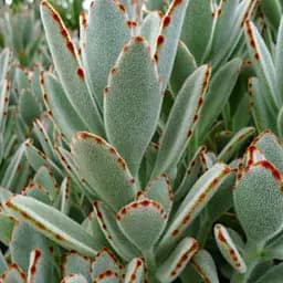 Саженец Agro-Market Каланхоэ Эриофилла (войлочное) (182064) 1 шт. в упаковке