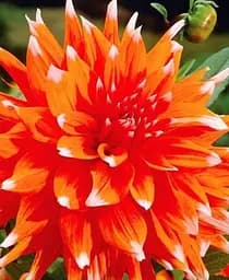 Клубень Agro-Market Георгина Color Spectacle 1 шт. в упаковке (23539)