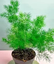 Саджанець Agro-Market Аспарагус Umbrellatus кімнатний 25-35 см 1 шт. в упаковці (179045)