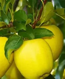 Саджанець Agro-Market Яблуня Голден Гібсон Смуті (зимовий сорт) 1 шт. в упаковці (72362)