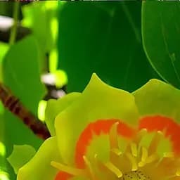 Саджанець Agro-Market Тюльпанове дерево яскраво-жовте Магічний бал (Magic ball) (преміальний сорт) (48951)