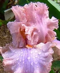 Саженец Agro-Market Ирис бородатый крупноцветковый Sweetly Sung 1 шт. в упаковке (181074)