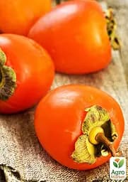 Хурма на віргінській морозостійкій підщепі Agro-Market "Бичаче серце" вкорінена в контейнері (саджанець 2 роки) (153263) 1 саджанець в упаковці - мініатюра 2