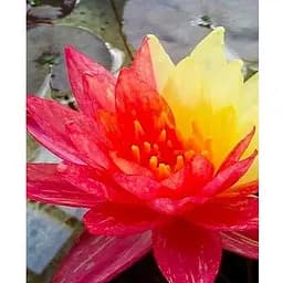 Саджанець Agro-Market Німфея Wanvisa (52526) (Корневище) 1 шт.