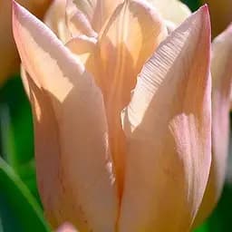 Тюльпан "Apricot Copex" (186275) 2 шт