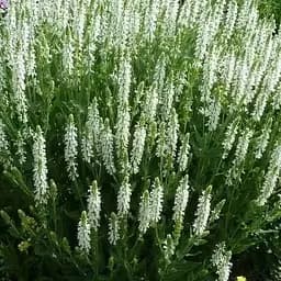 Шавлія Дубравна Sensation "Medium White" (188219) 1 саженец