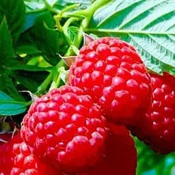 Саджанець Agro-Market Малина Тула Меджик (Tula Magic) середній термін дозрівання) 2 шт. в пакуванні (19917)