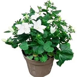Цибулина Agro-Market Кампанула квітуча Isophylla Atlanta White (178711) 1 шт. - мініатюра 5