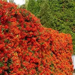 Саджанець Agro-Market Піраканта вузьколиста Orange Glow (48329)