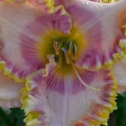 Лілійник "Queen's Tapestry" (181042) 1 шт