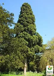 Кіпаріс Гімалайський 3-х річний (Cupressus Torulosa) С1,5 висота 70-80см (176356) 1 саджанець - мініатюра 2