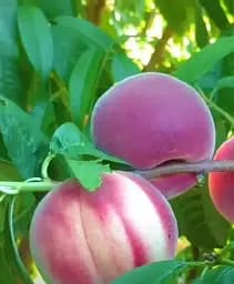 Саджанець Agro-Market Персик Авалон Прайд (літній сорт, середньопозній термін дозрівання) (72283)