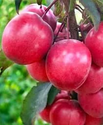 Саджанець Agro-Market Слива Піссарді (осінній сорт, пізній термін дозрівання) 1 шт. в упаковці (21376)