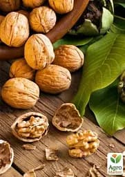 Саджанець Agro-Market Волоський горіх Буковинський 1 (середньостиглий термін дозрівання) 1 шт. в упаковці (42980) - мініатюра 2