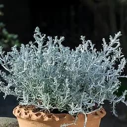 Саженец Agro-Market LMTD Калоцефалус Argentum corallium высота 25-30см (182290)