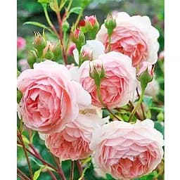 Саженец Agro-Market Роза английская The Alnwick Rose (класс АА+) высший сорт (37123) 1 шт.