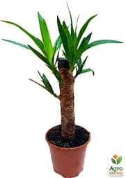 Саджанець Agro-Market LMTD Юкка на штамбі пальмовидна 3-х річна Yucca Treculeana (50-60см) (62824) - мініатюра 2