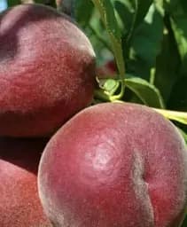 Саджанець Agro-Market Персик Роял Маджестик 1 шт. в упаковці (49480)