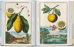 J. C. Volkamer. The Book of Citrus Fruits. 45th Edition - мініатюра 7