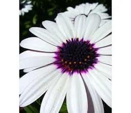 Саджанець Agro-Market Остеоспермум Soprano white (контейнер № 10 висота 10-20 см) (47981) 1 шт. в упаковці