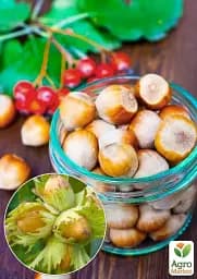Саджанець Agro-Market Фундук Каталонський (перехресне запилення, садити по 2 шт.) 1 шт. в упаковці (43006) - мініатюра 2