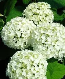 Гортензия Agro-Market First White крупнолистная 1 саженец в упаковке (45991)