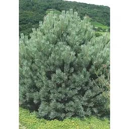 Саджанець Agro-Market Сосна звичайна Watereri (ком/сітка) висота 110-120 см 1 шт. в упаковці (184173)