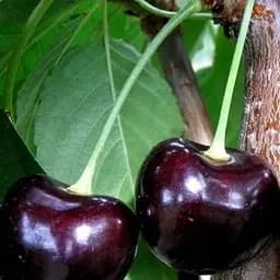 Саджанець Agro-Market Черешня Карина (літній сорт, пізній термін дозрівання) (23476) 1 шт. в упаковці