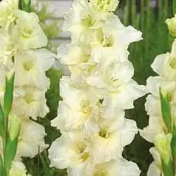 Гладіолус "Speed Date" (176240) 3 шт