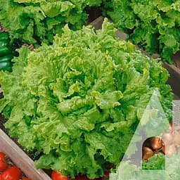 Салат Садиба гранд Рапидс листовой 1 г 