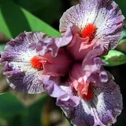 Саженец Agro-Market Ирис карликовый Stylish Miss 1 шт.